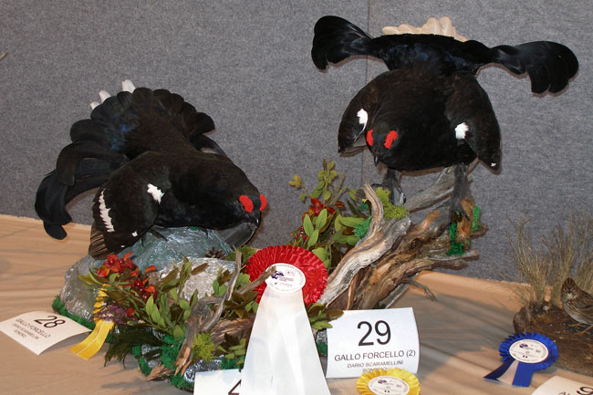 2009-forcelli